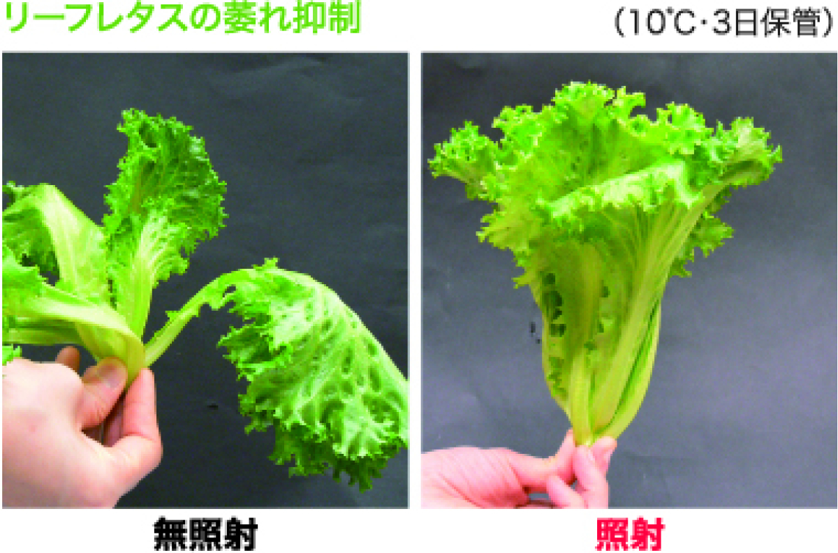 株式会社四国総合研究所