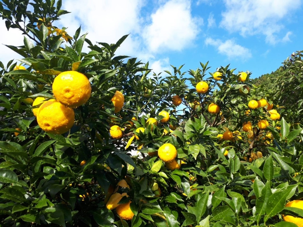 高知県産ゆずエキス蒸留水・オイル・粉末