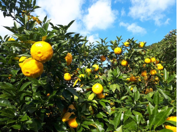 高知県産ゆずエキス蒸留水・オイル・粉末