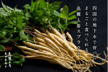 四国発高麗人参スプラウト