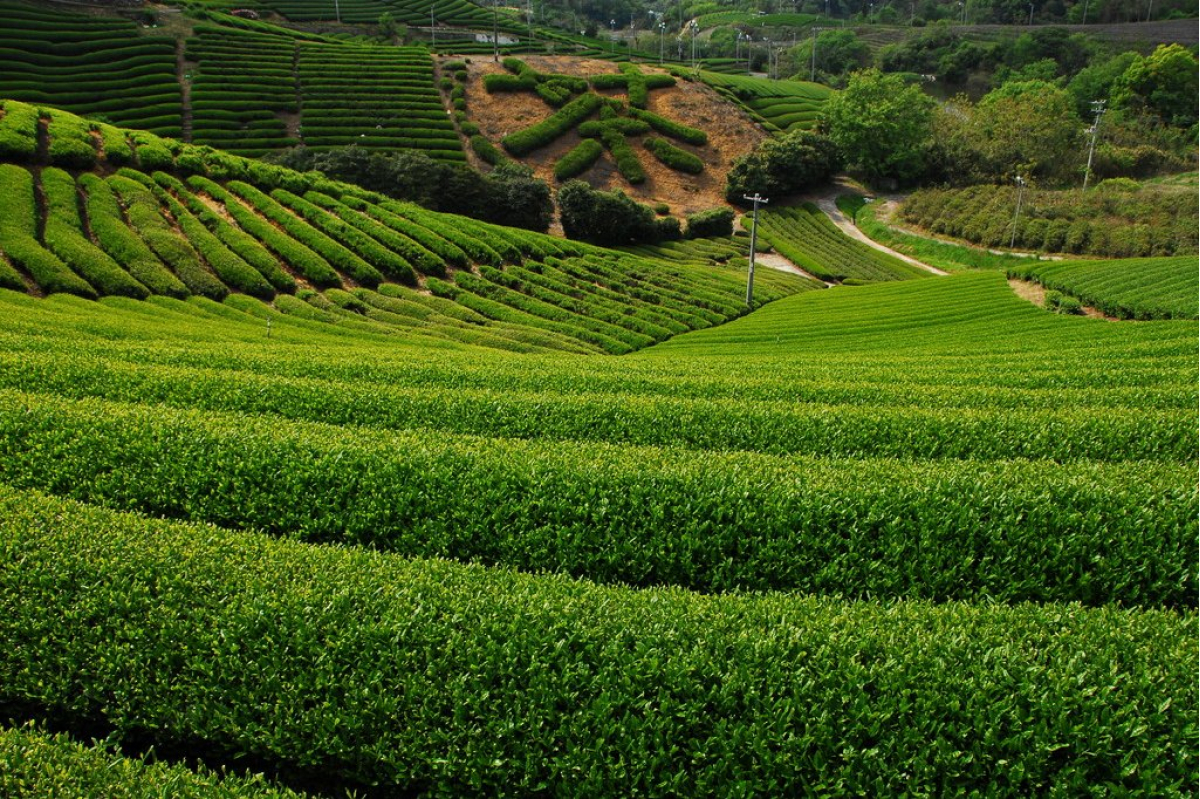 農業組合法人高瀬茶業組合